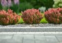 Berberis is a  good shrub for chalk