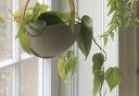 Hang plants at different heights