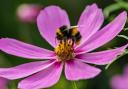 Homeowners can help bumblebees by doing these five things in their garden