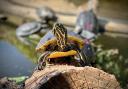 The terrapins have a beach at the sanctuary