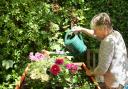 Your garden will need some extra care during scorching temperatures