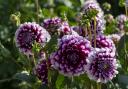 Dahlias at Blenheim Palace gardens