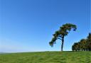 Iconic Scot's pine on Raddon Hills, a much-loved part of the community. Photo: Simone Stanbrook-Bryne