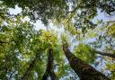 The beauty of towering trees and the dappled sunlight that filters through the canopy.