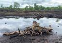 Dramatic Lindow Moss - scene of a historic archaeological discovery.