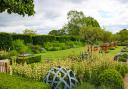 A view of the olive trees in their planters at Stretton Old Hall.