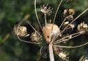 Harvest mouse