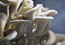 Oyster mushrooms