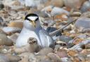 Little tern with chick