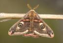 Some wing patterns look like eyes