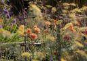 Dahlias are wonderful for late colour, with choices such as fennel and verbena