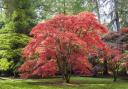 Acers add glorious colour to a garden.