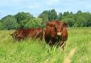 Red Poll grazing.