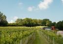 Wraxall Vineyard's 2022 Bacchus Reserve won a gold medal at the 2024 WineGB Awards and was one of only four English wines to be given a 'standout' mention