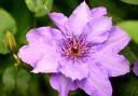 Clematis