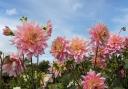 Hot pink dahlias will give a pop of colour into September - but get busy planting and sowing now.