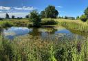 After two years the pond is a haven for wildlife