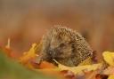 European hedgehog Erinaceus europaeus, individual foraging in autumnal leaves