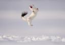 Jose Manuel Grandio braves below-zero temperatures to witness a stoat jumping high into the air above the snow