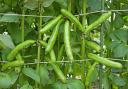 Broad beans