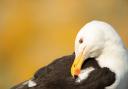 A great black-backed gull Larus marinus, adult preening its feathers