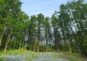 A larch plantation at Aughton Woods.