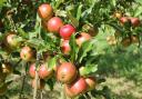 Apples ready for picking