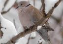 Collared Dove in snow