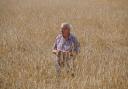 Philip Trevelyan inspects the rye crop  growing near Hill Top Farm,Spaunton to be milled at the nearby mill for artisan flour.