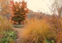 Autumn grasses in the garden in harvest sunshine