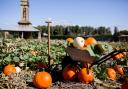 The pumpkin patch at Castle Howard. Little Sixpence Photography