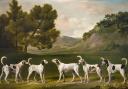 From the exhibition; George Stubbs' Five of Lord Rockingham's Stag Hounds in a Landscape 1762. Private collection