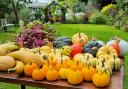 An incredible squash harvest.