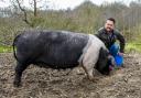 Jimmy Doherty with a saddleback pig.