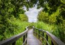 The walkways at Ham Wall take you up close to nature.