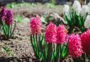 Plant pink hyacinth bulbs to bring bursts of colour to your spring garden.