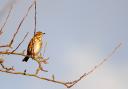 A redwing.