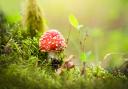 Fly agaric -  like something out of a fairy tale. But do not pick.