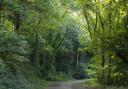 Take a circular walk through the King's Wood. IMAGE: The Woodland Trust/Adam Burton