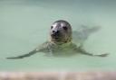 Seals need space in the wild, if you see one, watch from a distance