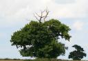 The Gibbet Tree, Capp's Lodge, Fulbrook, where Tom and Harry were gibbeted.