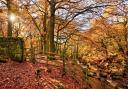 Padley Gorge