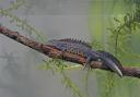 Male great crested newt.