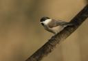 Marsh tit