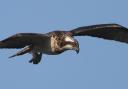 Osprey hunt exclusively for fish. Photo: Robin Morrison