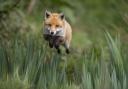 Farmland foxes are nervous, taking flight at the slightest sign of danger