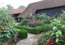 Dahlias at Ulting Wick