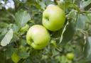 Bramleys make for excellent cooking apples.