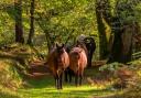 Ponies in the New Forest