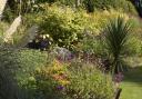 Long-flowering salvias in the borders.